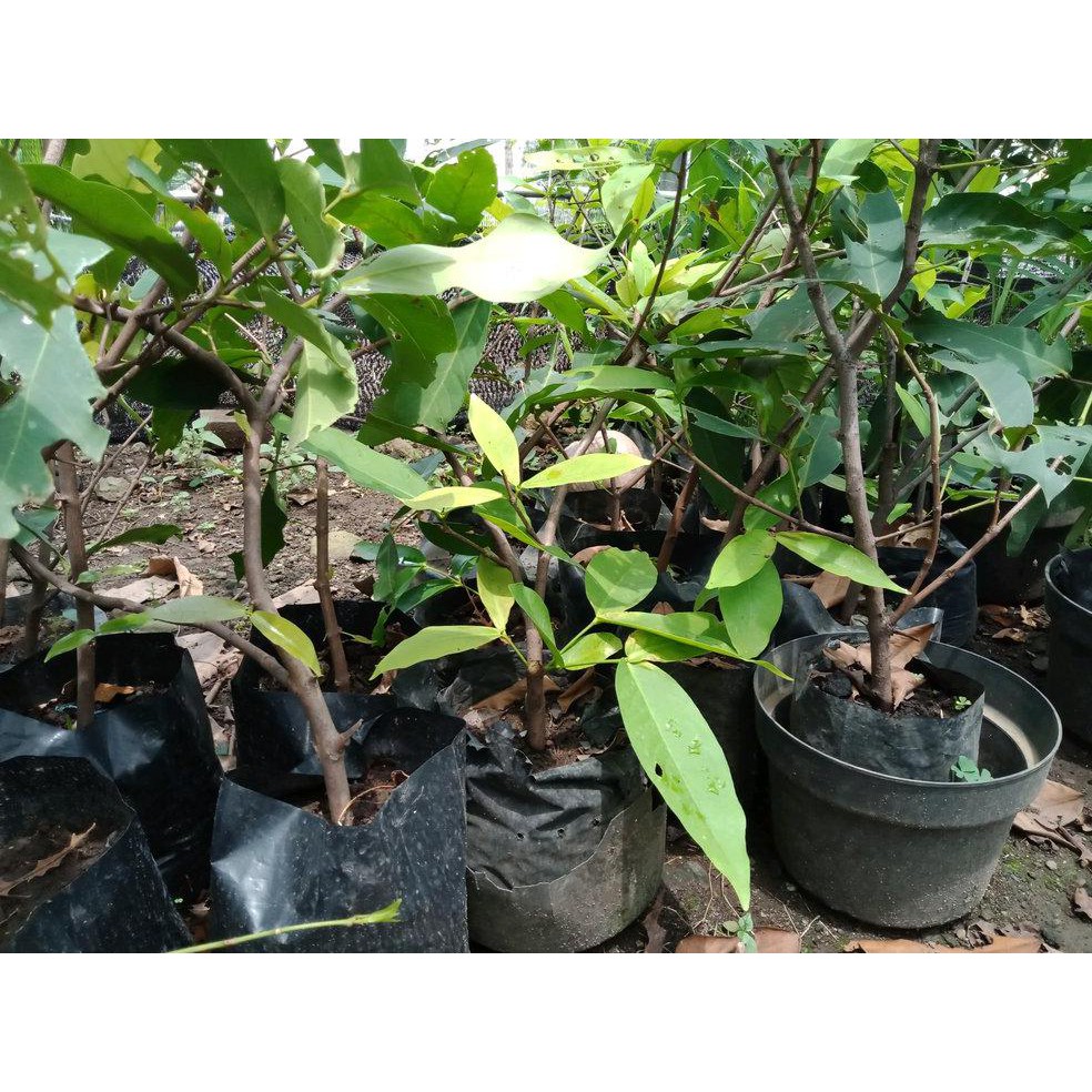 Product Bibit Cangkok Jambu Air Madu Deli S3N4