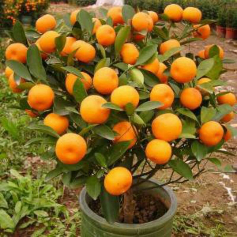 Bibit buah Jeruk Mandarin Pakistan Okulasi ORIGINAL. Bibit buah Asli pembiakan Okulasi sehingga lebi