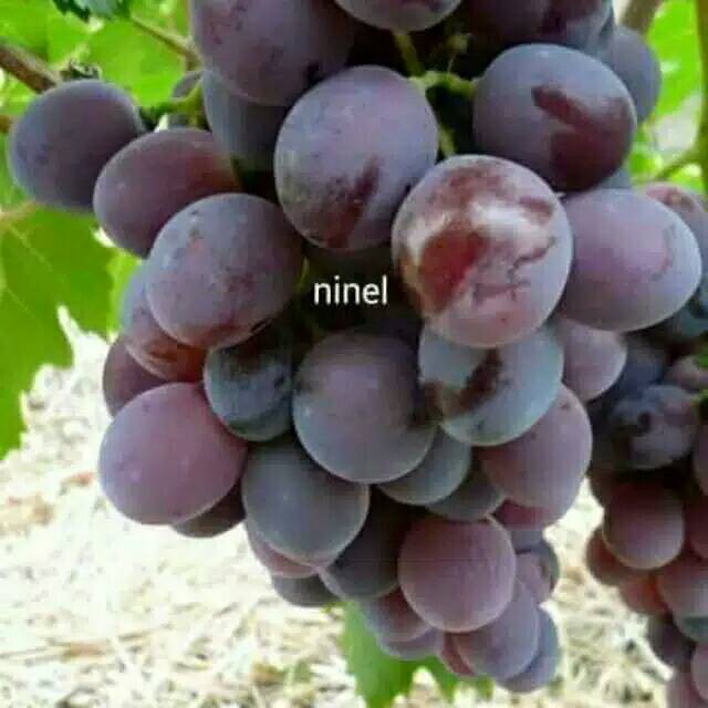 Bibit Anggur Impor Ninel SuperMurah