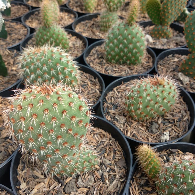 Opuntia Pycnantha | DP 10cm | Kaktus