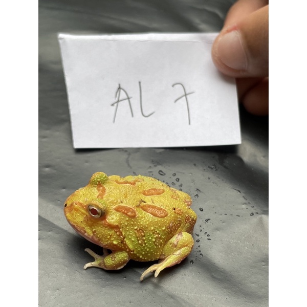 Kodok Pacman Albino Frog AL7