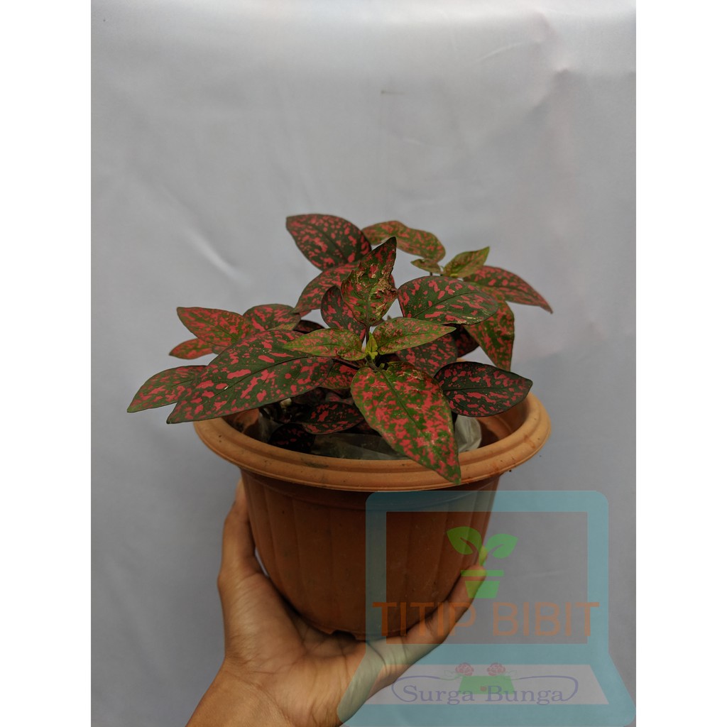 Tanaman Daun Hipotes Merah Maroon