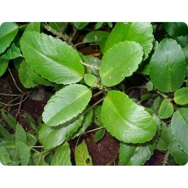 Tanaman Cocor Bebek Obat Herbal Tanaman Herbal Cocor Bebek Herbal Hiasan Taman Shopee Indonesia