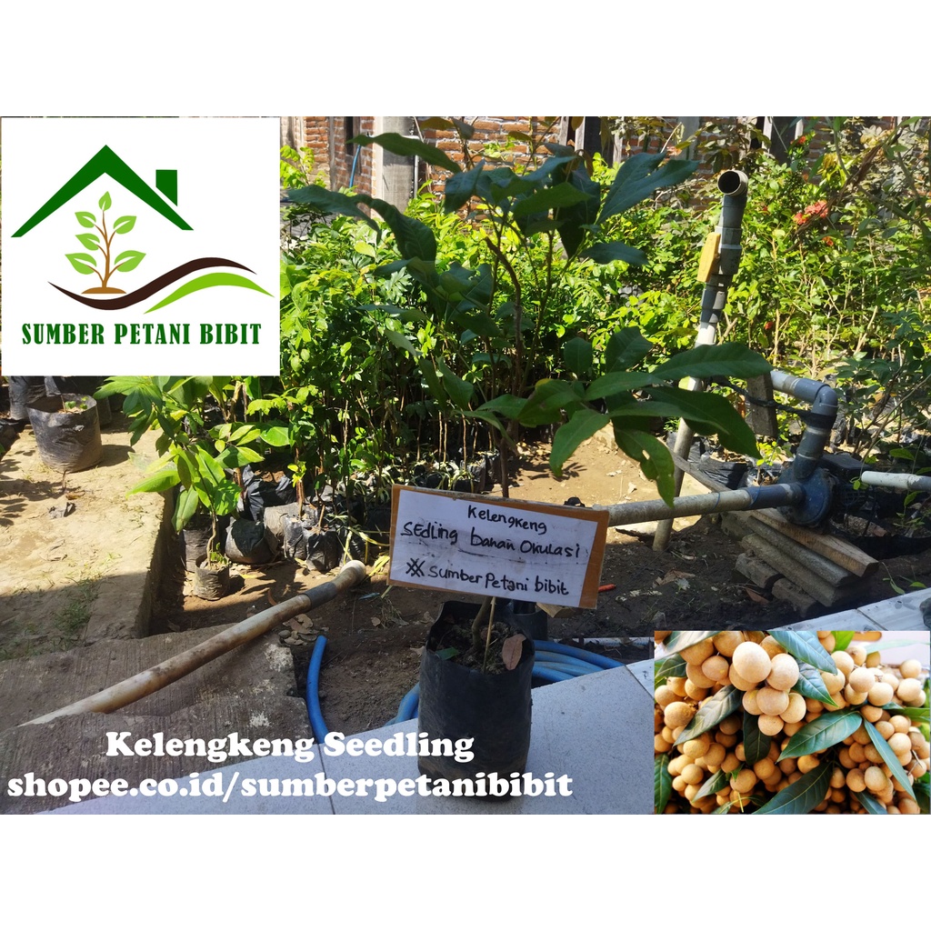Sumber Petani Bibit Kelengkeng Seedling Unggul / Bibit Kelengkeng Seling / Bibit Kelengkeng Sileng