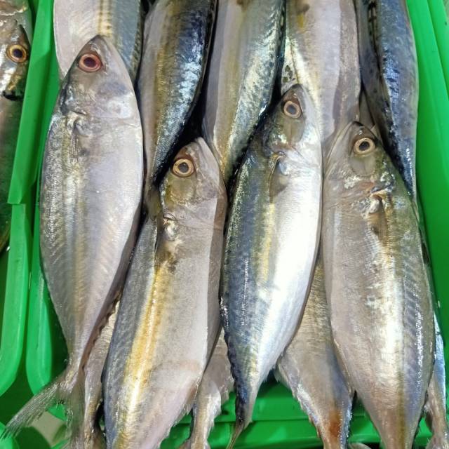 

Ikan gembung