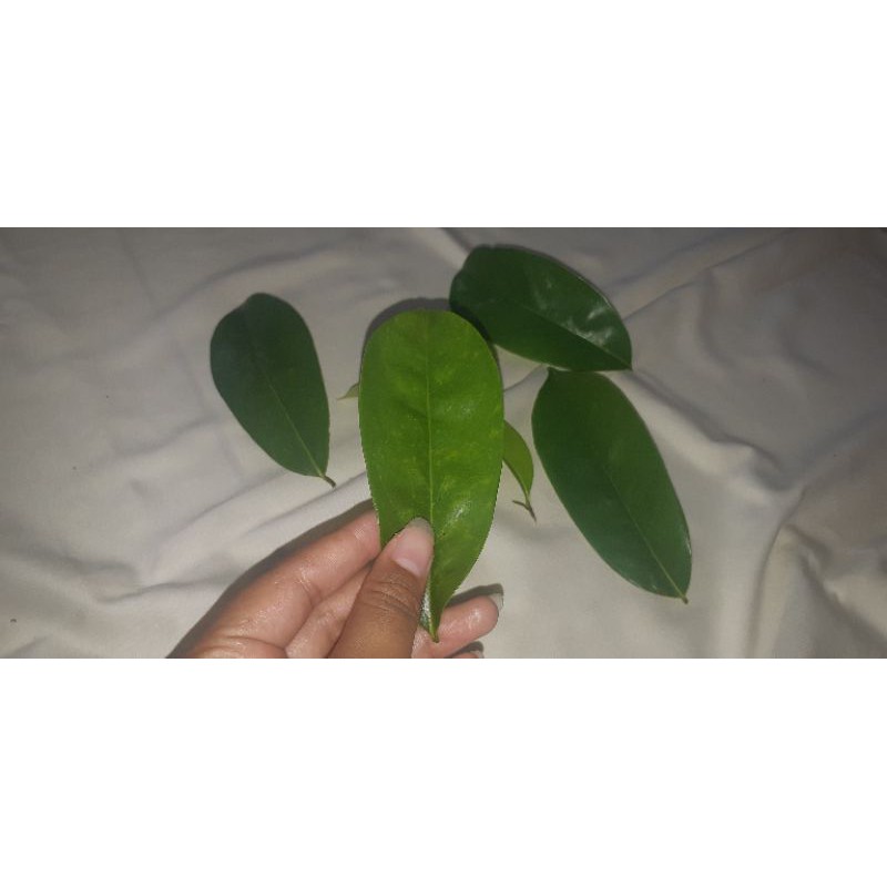 

Daun Nangka Sirsak / Nangka Walanda Segar Langsung Petik 100% Organik