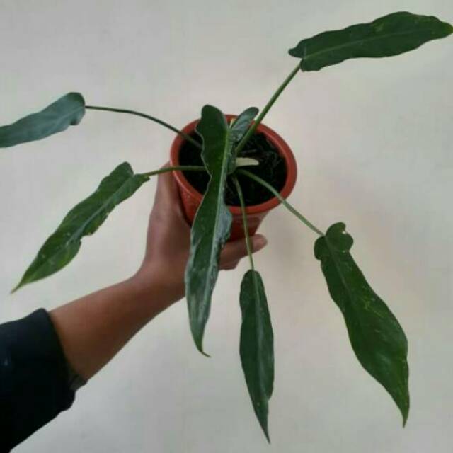  LANGKA  philodendron  longilobatum ASLI Shopee Indonesia