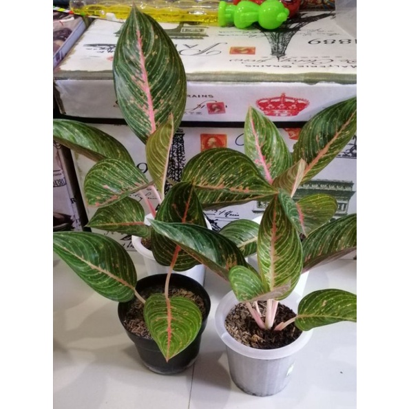 Aglaonema Green Legacy