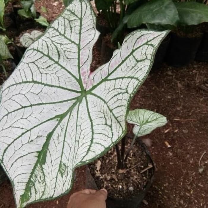 White Caladium Keladi Putih Tanaman Hias Keladi Putih Shopee Indonesia