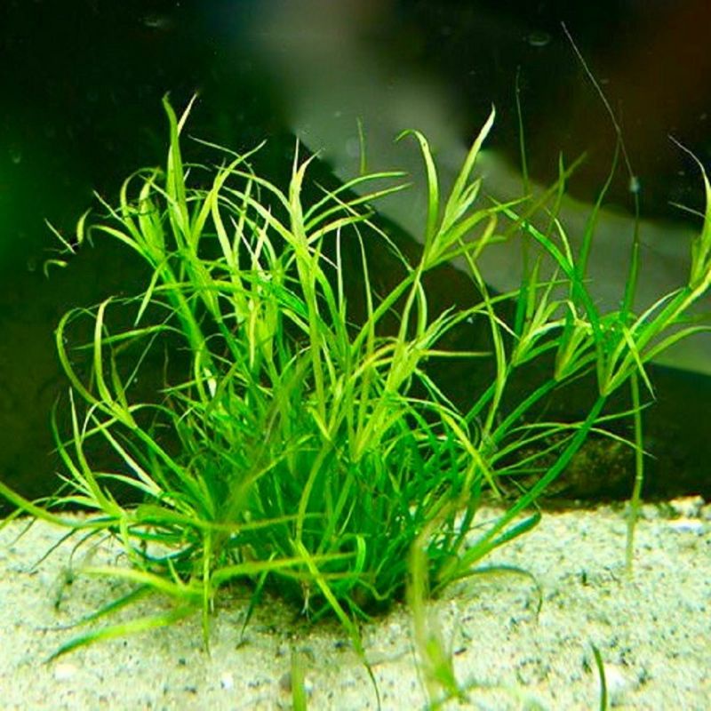 Juncus repens ( Tanaman Aquascape Tumbuhan Air Hiasan Aquarium Hidup )