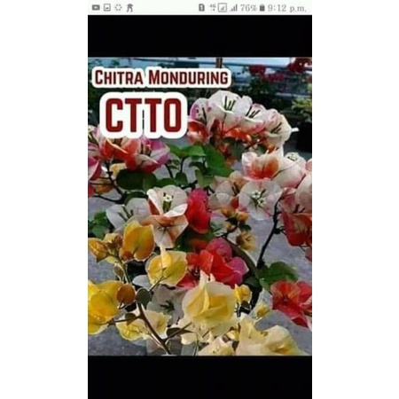 Bugenvil citra monduring