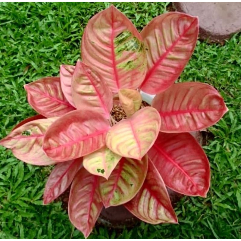 tanaman hidup bunga hidup  aglonema romantic love bibit bonggol