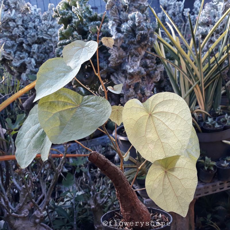 Stephania Venosa /Caudex