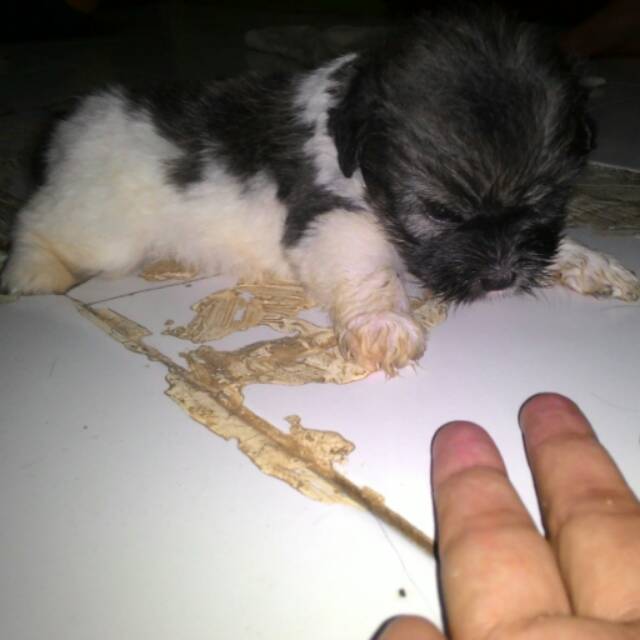 Shopee Indonesia Jual Beli Di Ponsel Dan Online