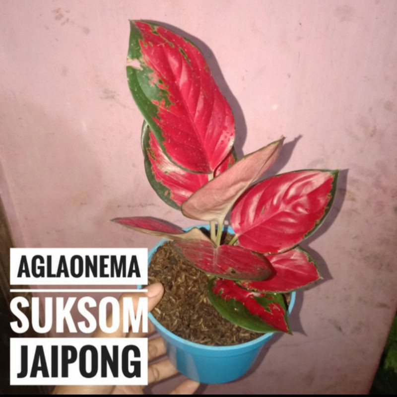 Tanaman Hias Aglaonema Suksom Jaipong