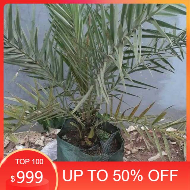 bibit pohon kurma ajwa - pohon kurma uk 60cm - Kurma ajwa