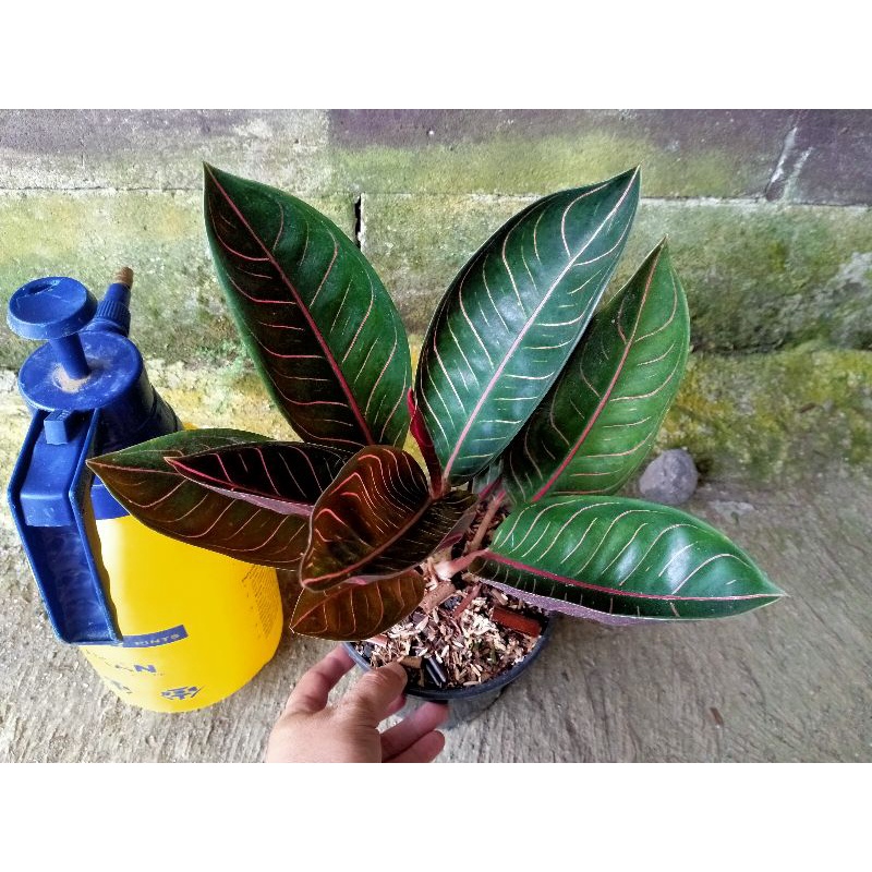 black pride of Sumatra..