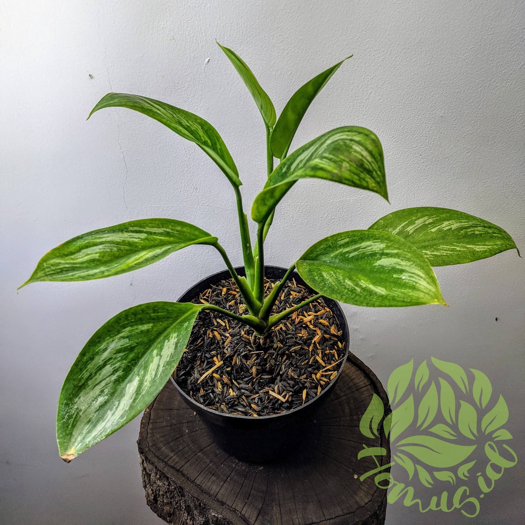 Scindapsus Officinalis / tanaman hias scindapsus susu hutan