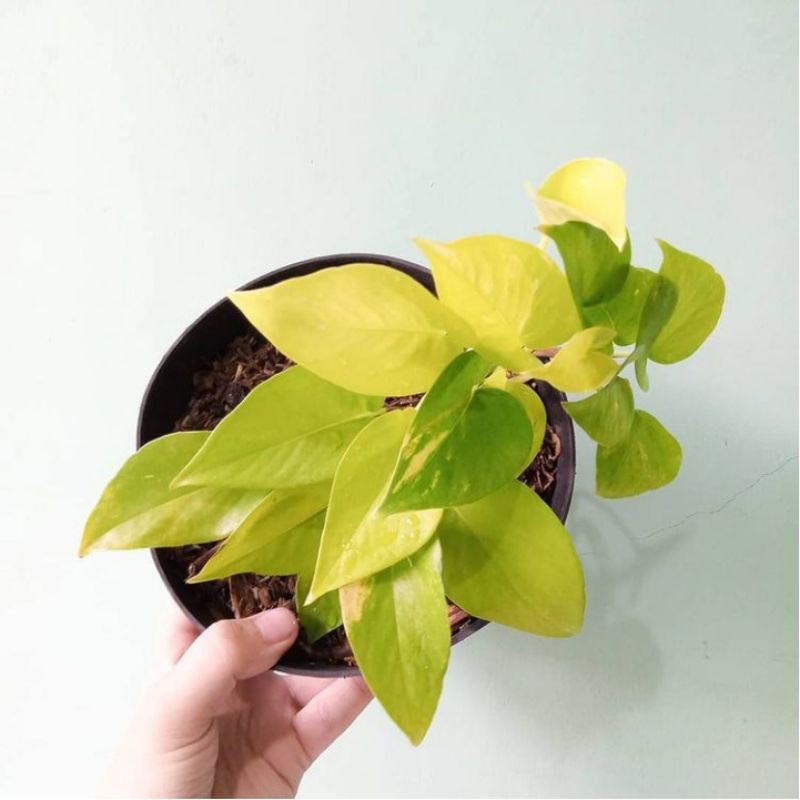 tanaman gantung sri gading - sri gading love - srigading kuning