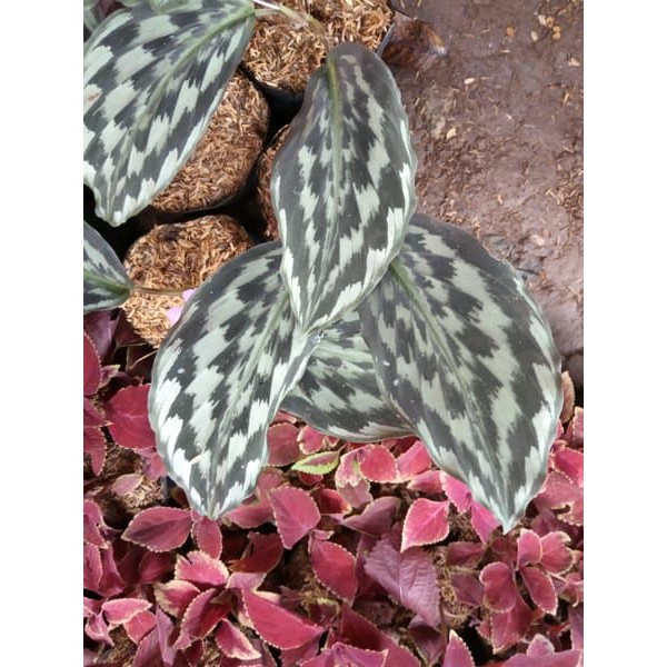 PROMO tanaman hias kencur hitam - tanaman hias kencur hitam .