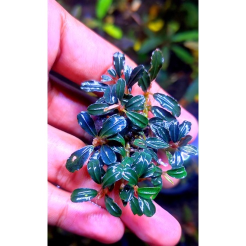 Bucephalandra buce mini phantom media batu dan porsi mika