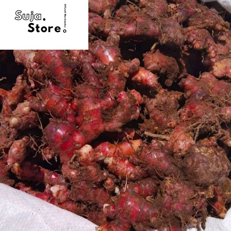 Jual Jahe Merah Segar Kg Jahe Merah Super Medan Fresh Kg Shopee Indonesia