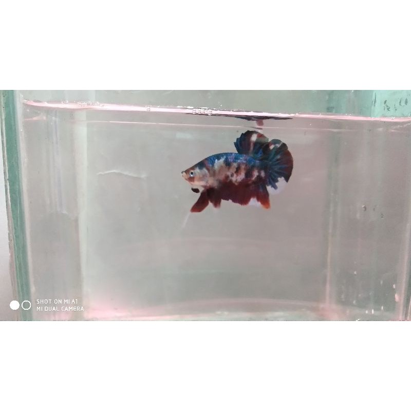 

Nemo multycolor