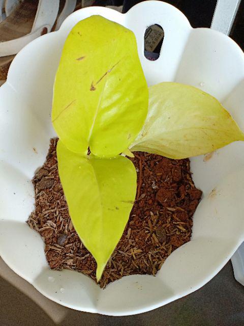 Tanaman Hias Rambat Gantung Sirih Gading Love Lemon