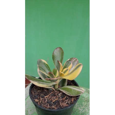 Jade Plant Variegata / Crassula Ovata Variegata