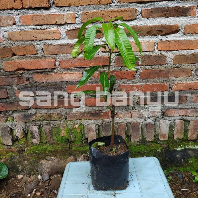 Bibit Tanaman Buah Mangga Kio Jay T3Rk1Ni
