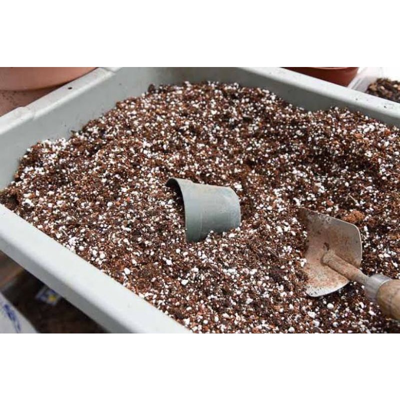 TREATED SOIL - 2,5 liter (1 kg) Media tanam kaktus sukulen aglonema lithops (terutama yang mahal) pe