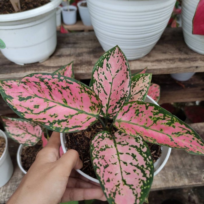 Aglonema LADY VALENTINE anakan