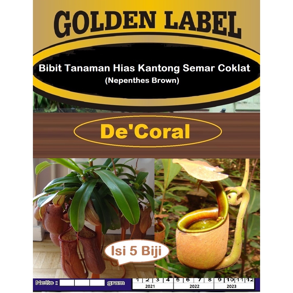Bibit Tanaman Hias Kantong Semar Coklat | Benih Nepenthes Brown | Bibit Kantong Semar Coklat