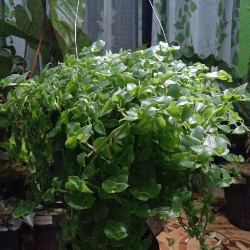 Tanaman Hias Gantung Air Mata Janda
