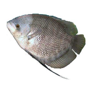 

Ikan Gurami Bersih