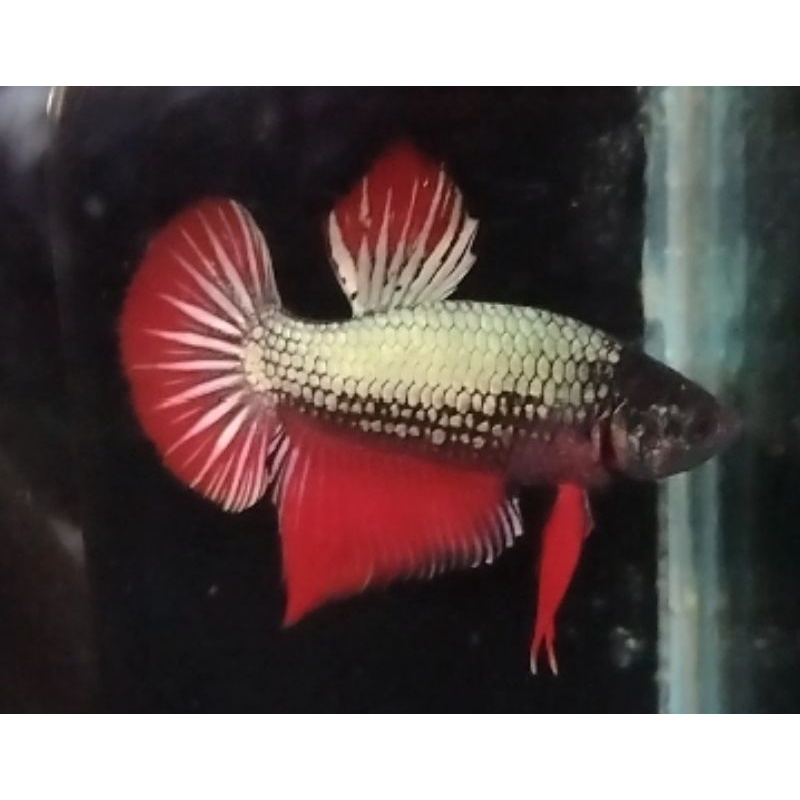 Cupang cooper line Avatar cooper gold