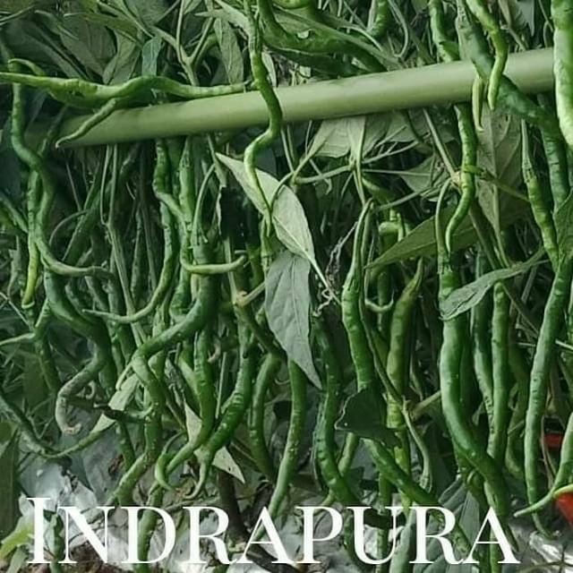 CMK Lokal Medan PATEN Indrapura Batubara paket 81pc