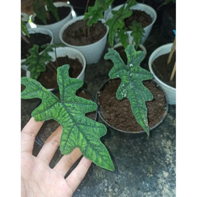 Terbaru  Alocasia Jacklyn (Alocasia Jacklin Sp Sulawesi) - Harga Normal