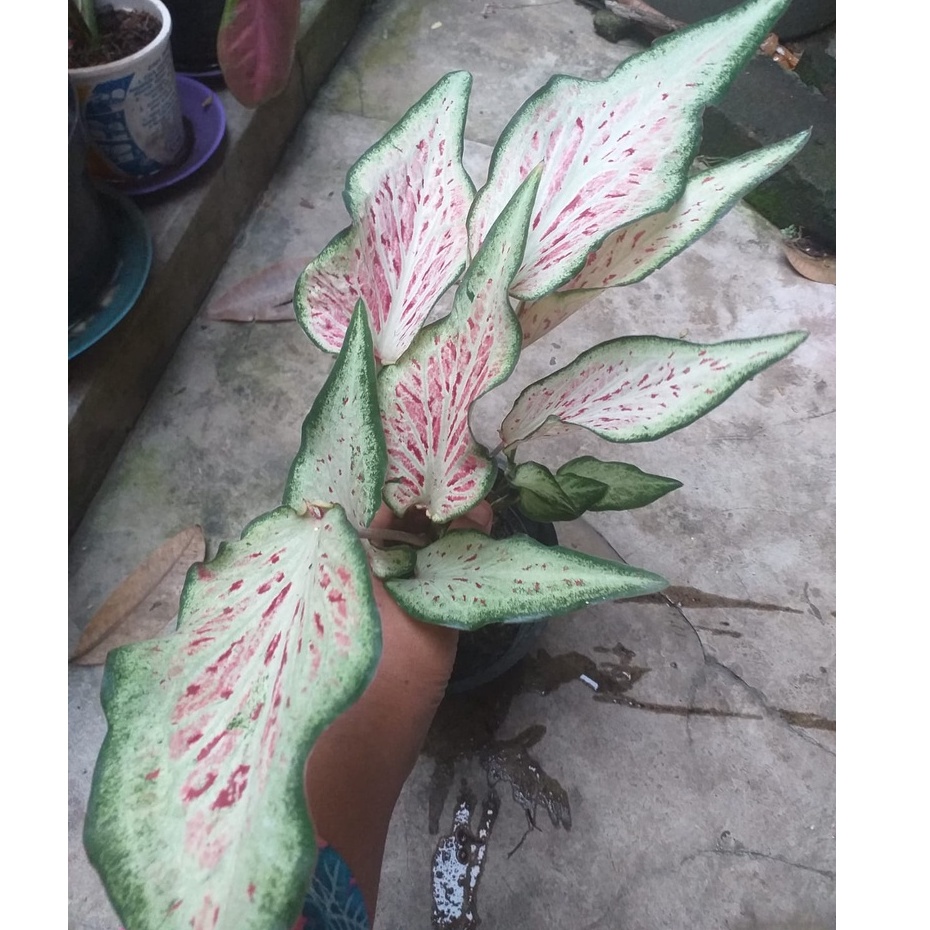 Keladi Pink Ratana