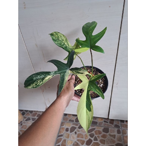 Philodendron Flobe Variegata