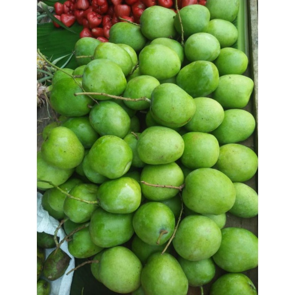 

BUAH MANGGA MUDA isi 1kg