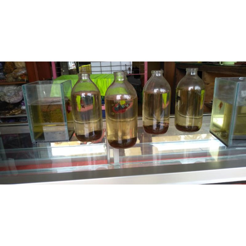 

cupang