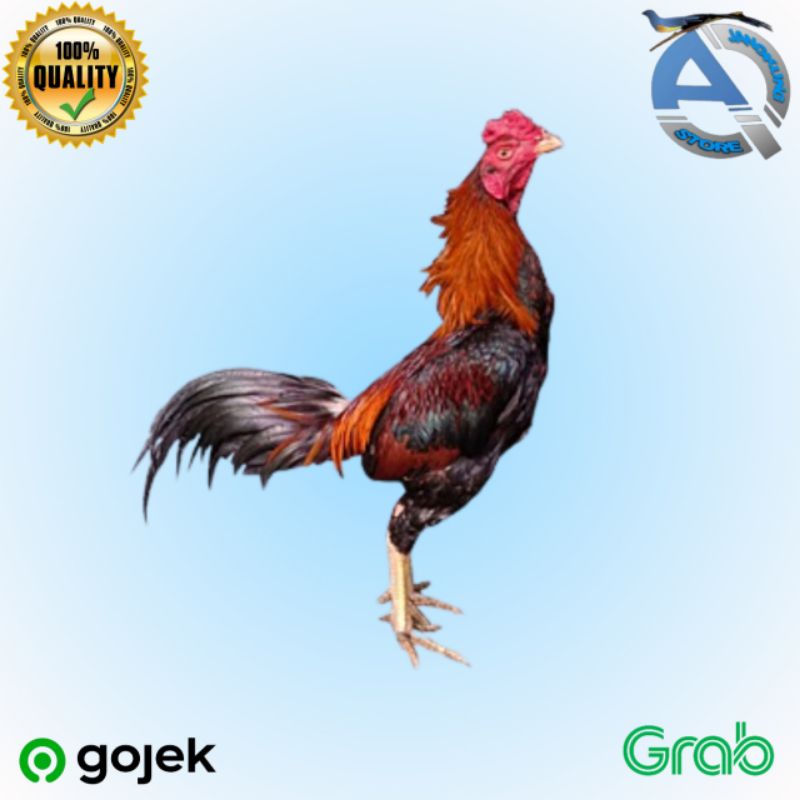 AYAM JAGO BANGKOK ADUAN DEWASA INDUKAN HIDUP