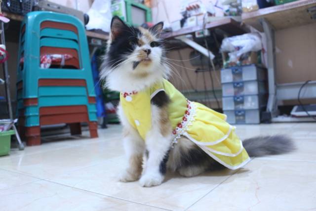 Dress polos warna kuning lucu untuk kucing / baju kucing murah size S-XL