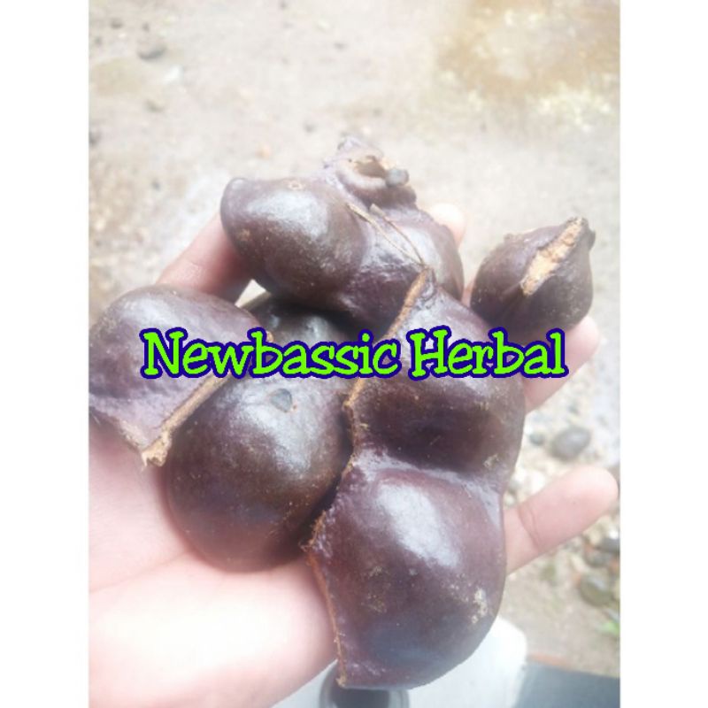 

jengkol kulitan fresh