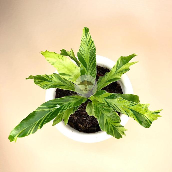 Tanaman Hias Kadaka Variegata / Asplenium Nidus Variegata - M Dyse_L28