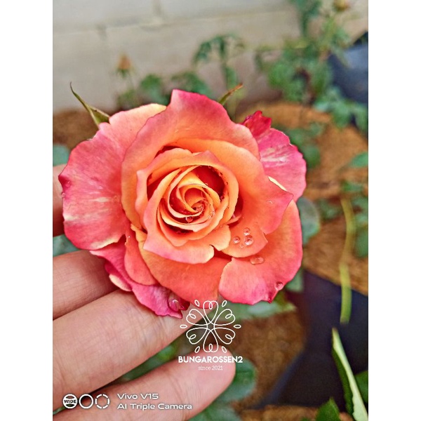 Bunga Mawar Import CHERRY BRANDY (dewasa) - Mawar Import Murah - Bunga Mawar - Tanaman Hias