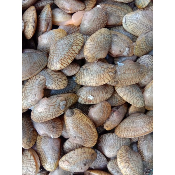 

KERANG BATIK 1 pack