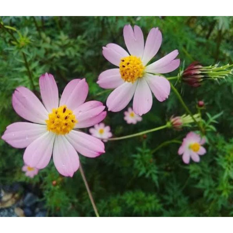 Jual Kenikir Pink ( Biji Tanaman Kenikir ) - Kenikir Lalap