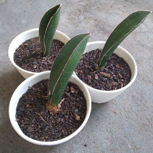 Sansevieria Halli Bisbol | Sanseviera | Lidah Mertua